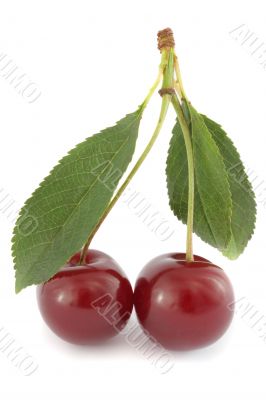 Couple of ripe sour cherries