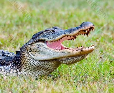 American Aligator