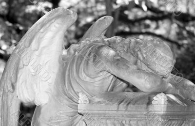 Angel in morning, closeup