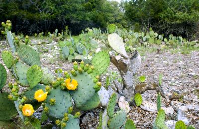 Flowering Cactus