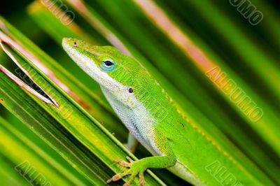 Common but Colorful
