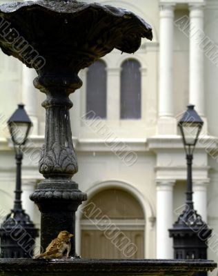 Bird at the Fountain