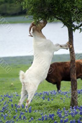 goat eating