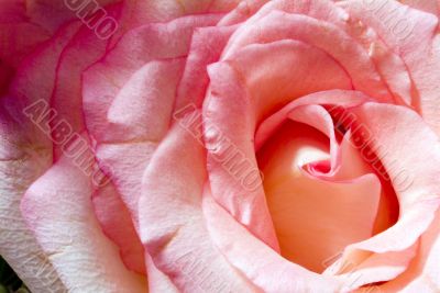 Pink rose