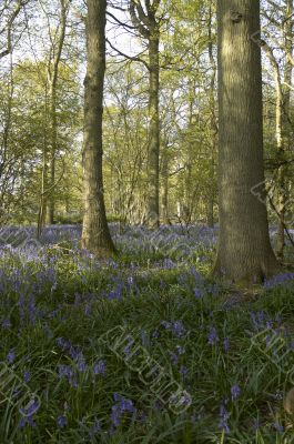  Bluebells