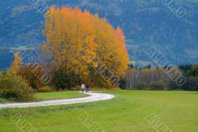 tree in autumn