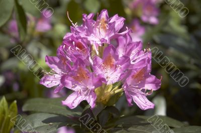 Rhododendron