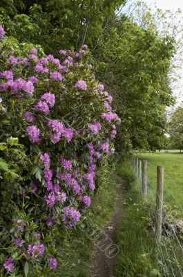  Rhododendron path