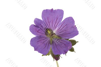 Geranium