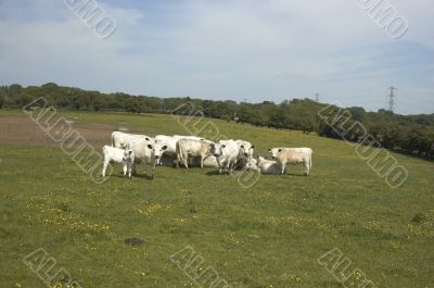 Cows