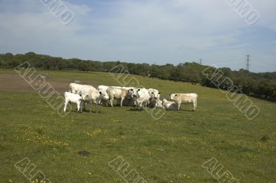 Cows