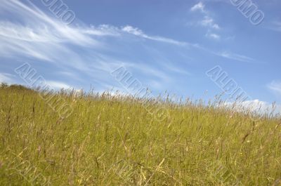 Grass and sky