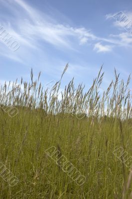 Grass and sky