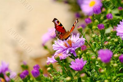 butterfly