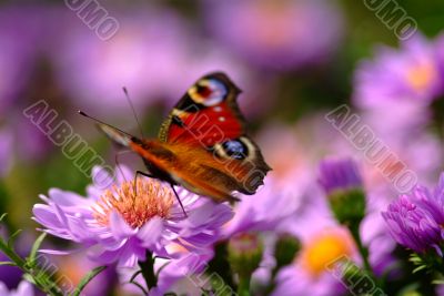 butterfly