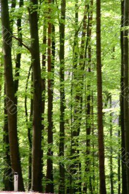 forest