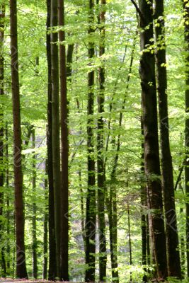 forest