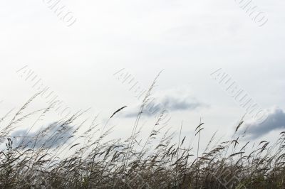 Backlighted grass