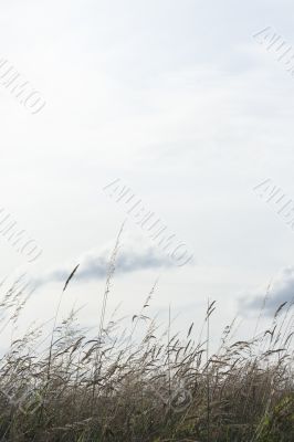 Backlighted grass