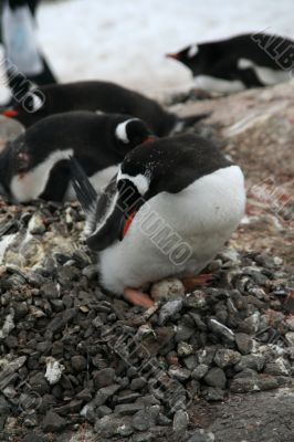 Penguin guarding her nest and egg