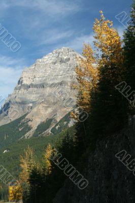 Mt Stephen, Yellow aspens