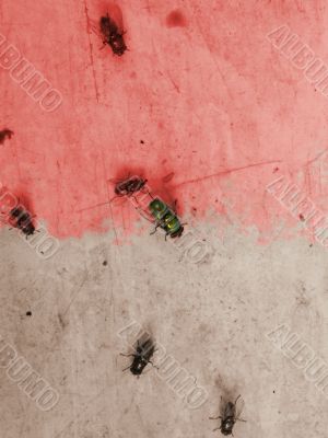 natural grunge background - flies