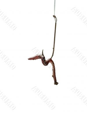worm on hook 2