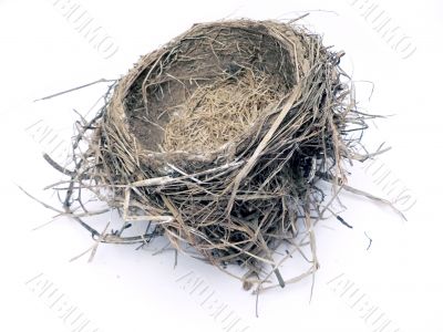bird nest 3
