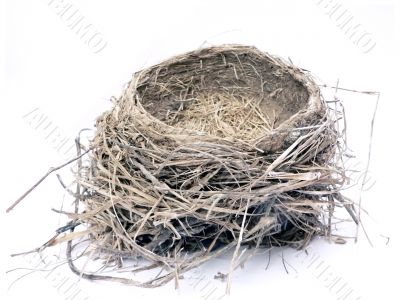 bird nest 2