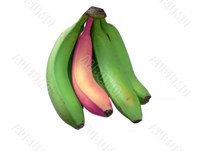 stand out banana 2