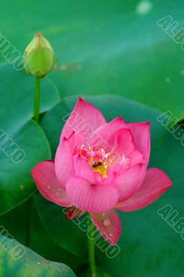 Lotus flower and bud