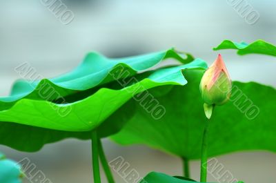 Small bud and leaves