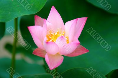 Blooming of lotus flower