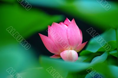 Lotus flower