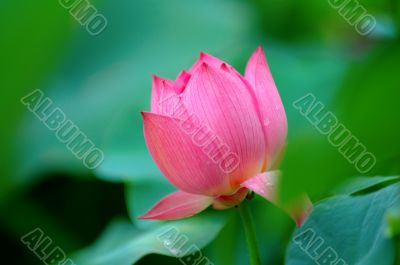 Lotus flower