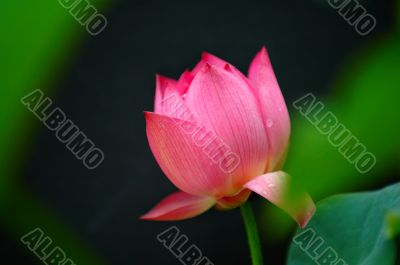 Lotus flower
