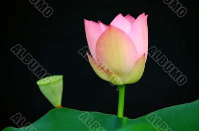Lotus flower and bud