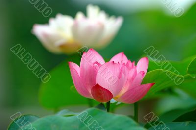 Lotus flowers