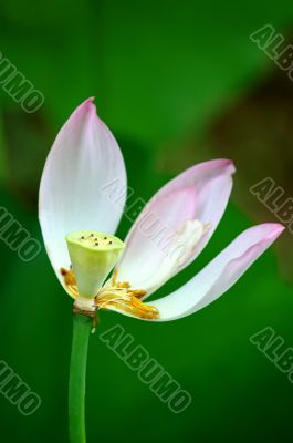 Petals of lotus