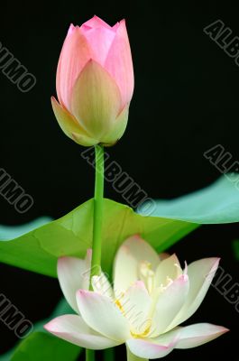 Lotus flower over black