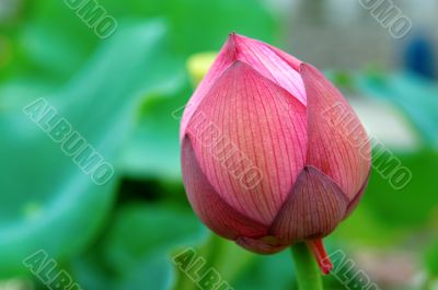 Lotus bud