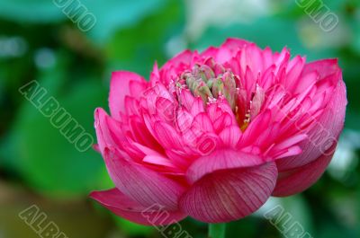 Blooming of lotus flower