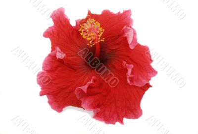 Hibiscus 1