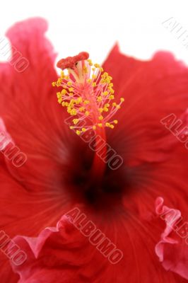 Hibiscus 2