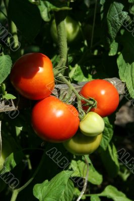 Red tomatoes
