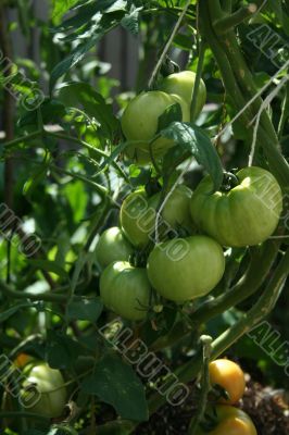 Green tomatoes