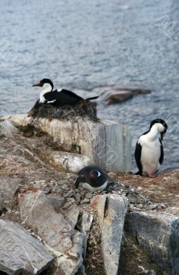 Cormorants with gentoo penguin
