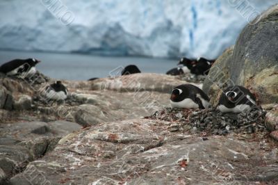 Gentoo penguin rookery