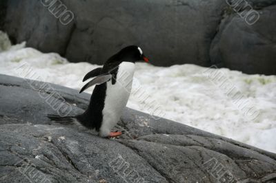 Gentoo penguin moving down rock ramp