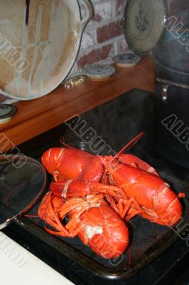 Lobsters fresh from the pot